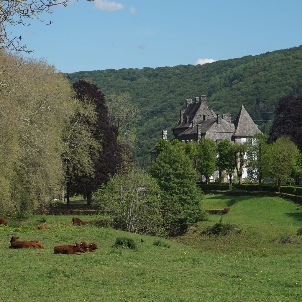 Salers cows in front of the Saint-chamand castle